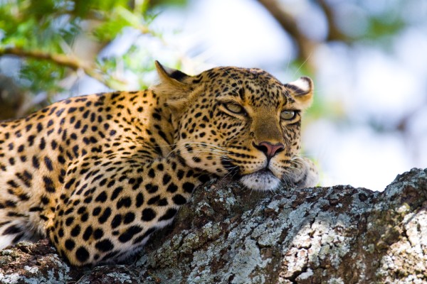 leopard serengeti.jpg